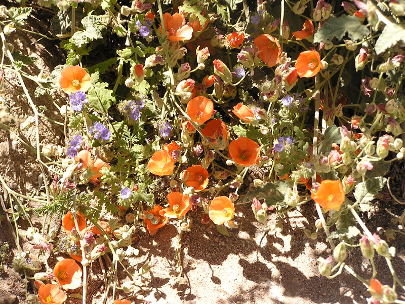 Image: Anza-Borrego Desert State Park Thumbnail: Image: Anza-Borrego Desert State Park
