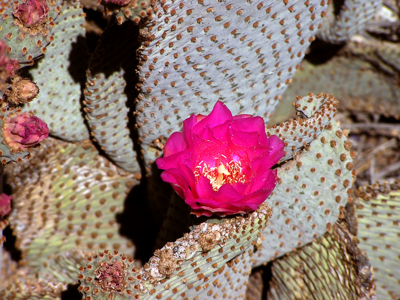 Image: Anza-Borrego Desert State Park Thumbnail: Image: Anza-Borrego Desert State Park