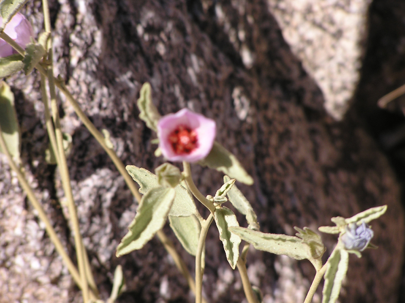 Image: Anza-Borrego Desert State Park Thumbnail: Image: Anza-Borrego Desert State Park