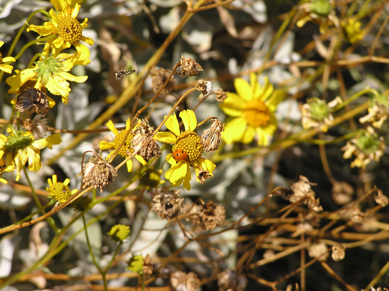 Image: Anza-Borrego Desert State Park Thumbnail: Image: Anza-Borrego Desert State Park