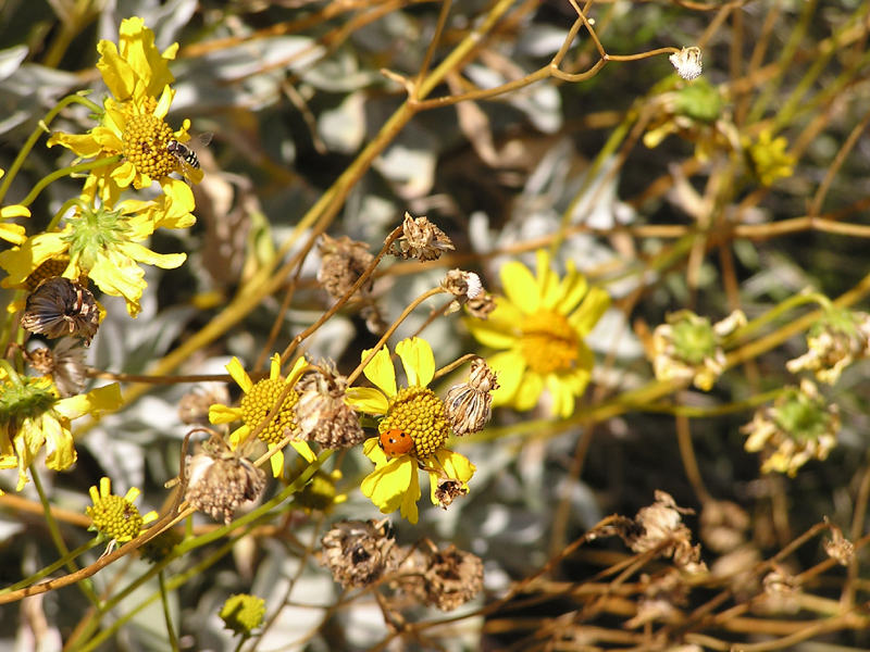 Image: Anza-Borrego Desert State Park Thumbnail: Image: Anza-Borrego Desert State Park