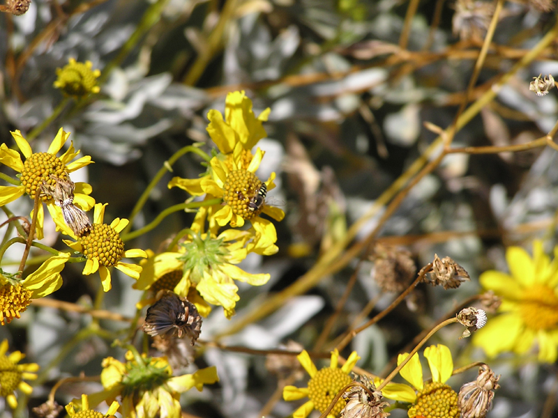 Image: Anza-Borrego Desert State Park Thumbnail: Image: Anza-Borrego Desert State Park
