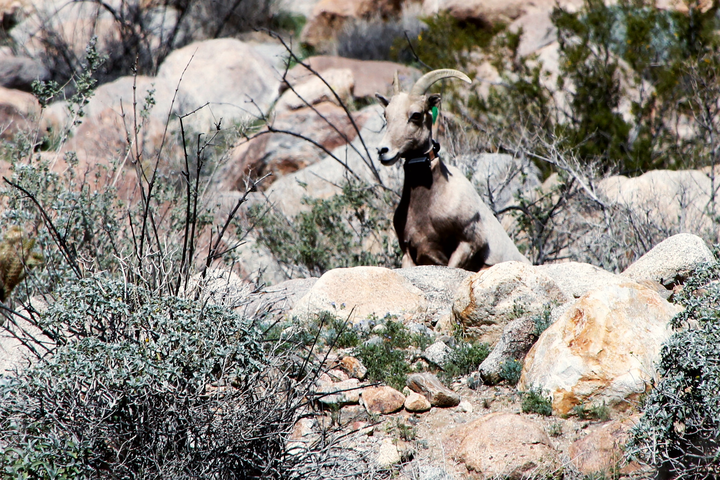 Bighorn Sheep