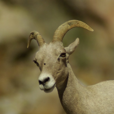 bighorn sheep