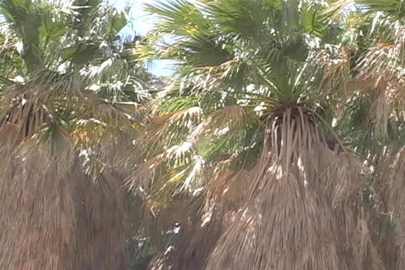 Image: Anza-Borrego Desert State Park Thumbnail: Image: Anza-Borrego Desert State Park