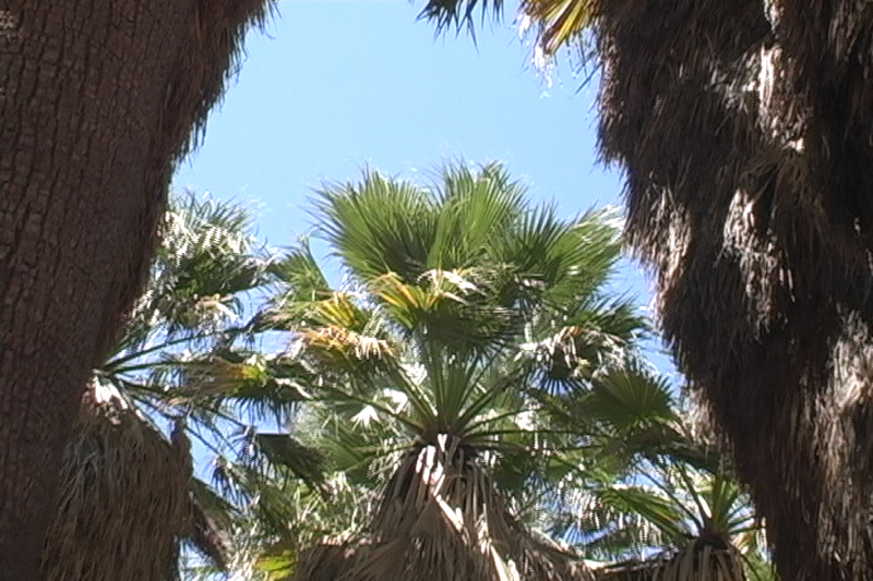Image: Anza-Borrego Desert State Park Thumbnail: Image: Anza-Borrego Desert State Park