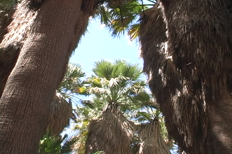 Image: Anza-Borrego Desert State Park Thumbnail: Image: Anza-Borrego Desert State Park