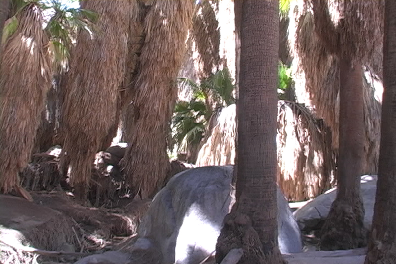 Image: Anza-Borrego Desert State Park Thumbnail: Image: Anza-Borrego Desert State Park