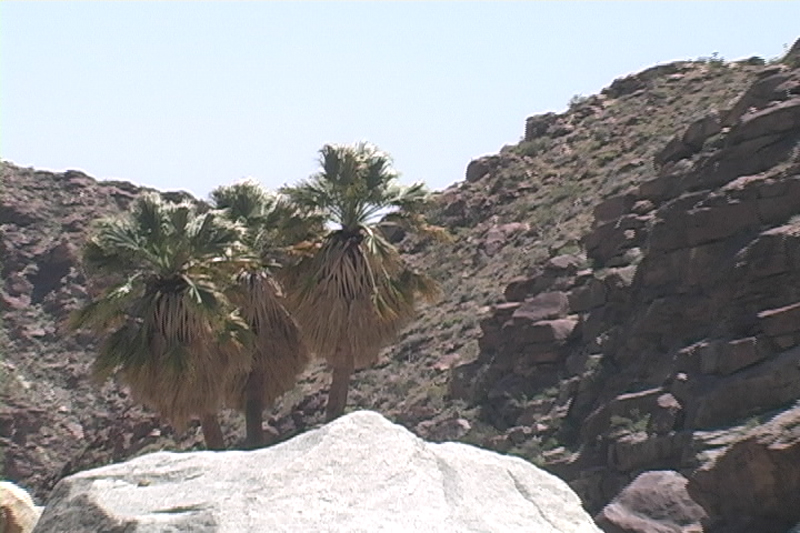 Image: Anza-Borrego Desert State Park Thumbnail: Image: Anza-Borrego Desert State Park