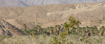 Indio Hills Palms State Property (Reserve) Thumbnail: Indio Hills Palms State Property (Reserve)