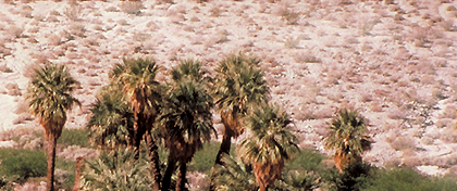 Indio Hills Palms State Property (Reserve) Thumbnail: Indio Hills Palms State Property (Reserve)