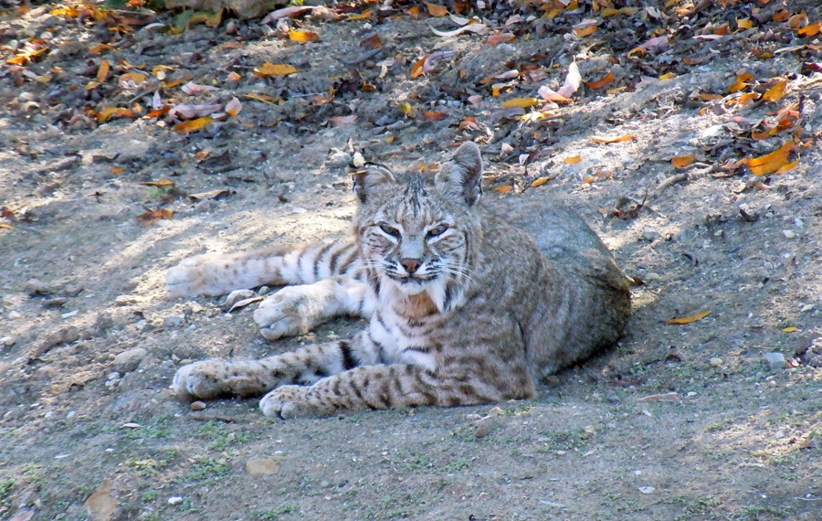 Bobcat