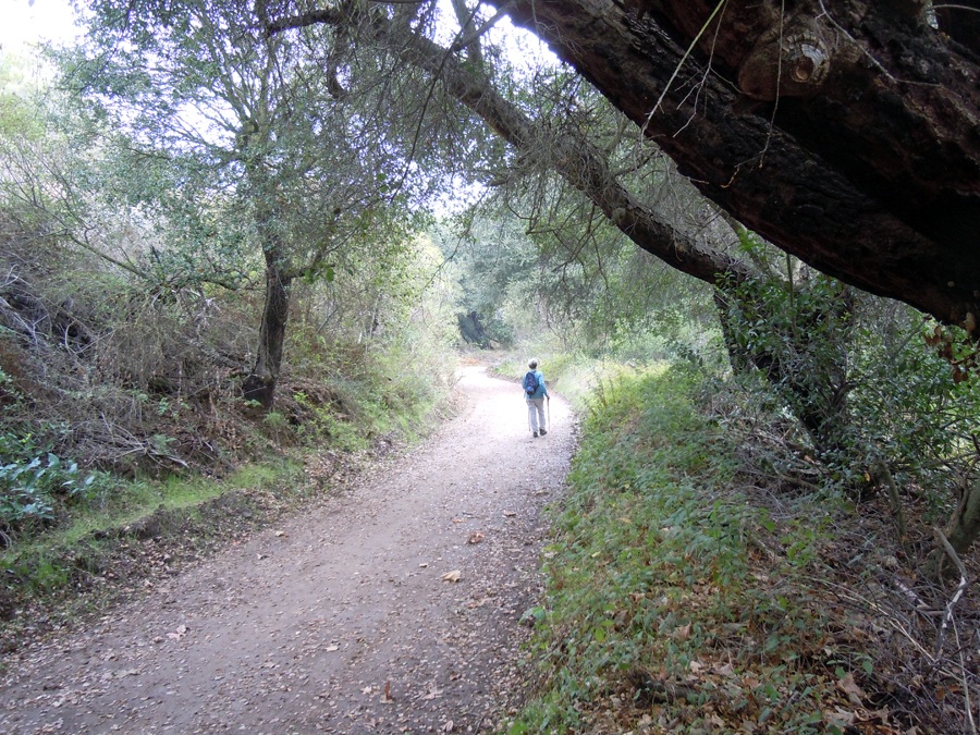 Hiker on trail