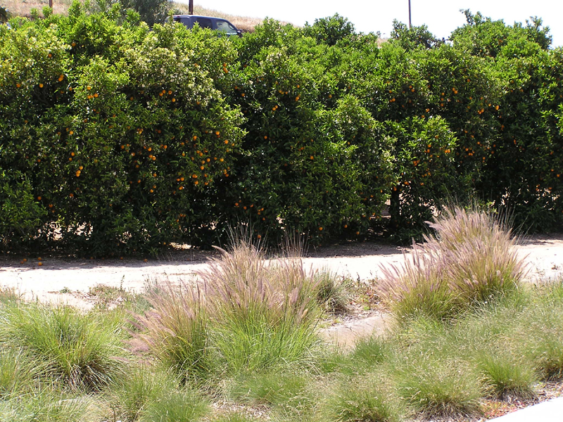 California Citrus SHP Thumbnail: California Citrus SHP
