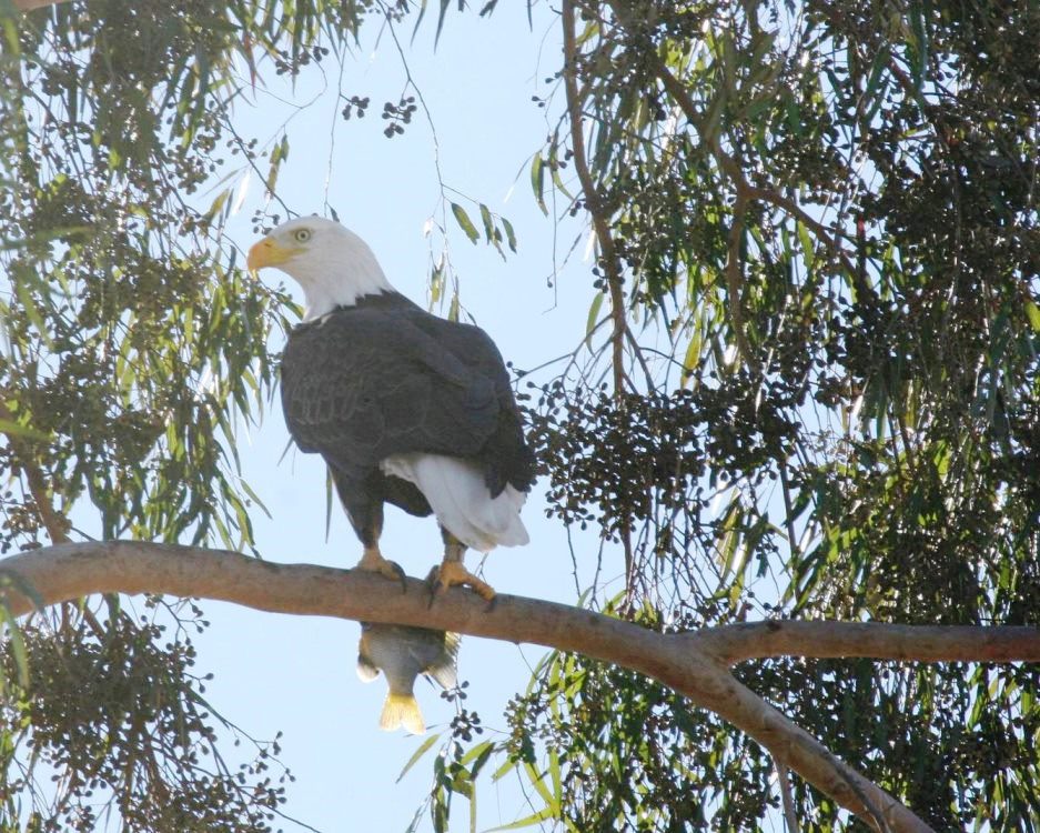 https://www.parks.ca.gov/pages/651/images/2011_02_27_baldeagle.jpg