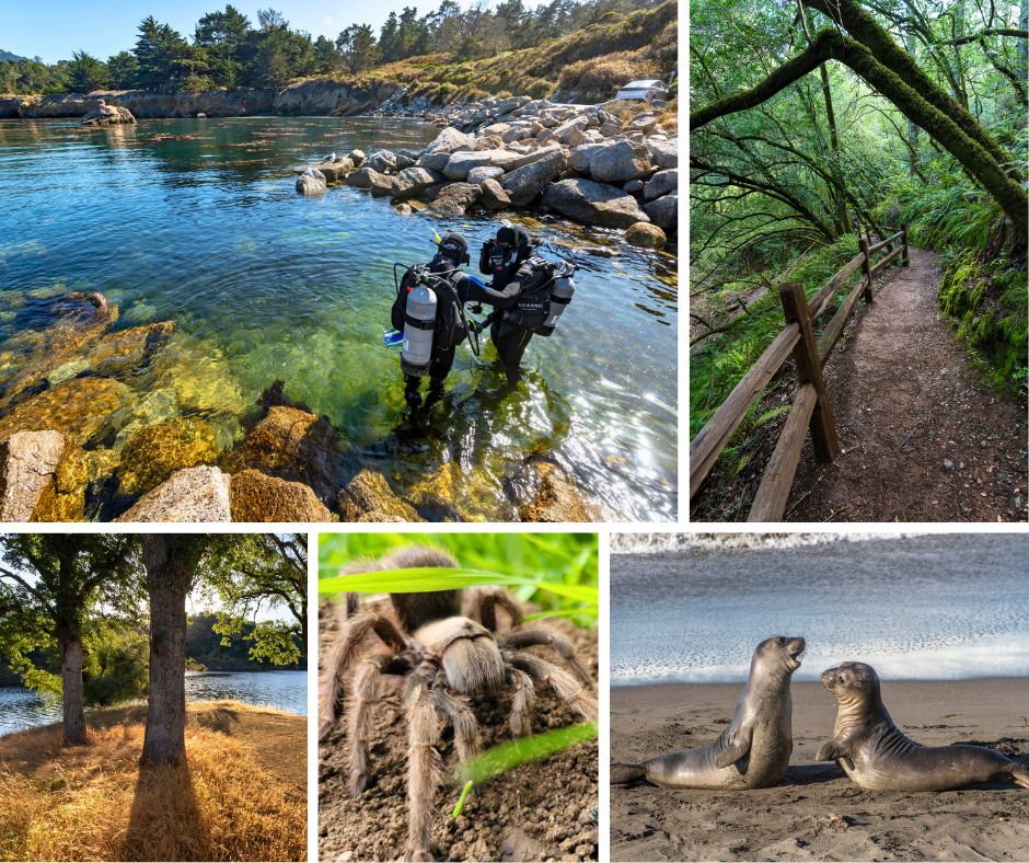 This year’s event lineup includes a wide variety of in-person and virtual experiences across the state. Clockwise from top left: Dive into an underwater bioblitz at Point Lobos State Natural Reserve, take on the 30 Species Challenge Hike at Mount Tamalpais State Park, tune in to a virtual elephant seal livecast from Hearst San Simeon State Park, learn about tarantulas at Bethany Reservoir State Recreation Area and help remove invasive plants during a climate resilience workday at Folsom Lake State Recreation Area. Photos from California State Parks.