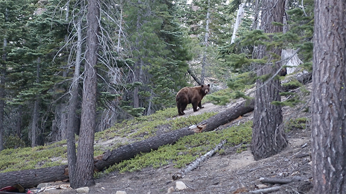 Visitors to the Lake Tahoe Basin can play a key role in helping to Keep Tahoe Bears Wild by properly storing food and garbage. Photo credit: California Department of Fish and Wildlife.