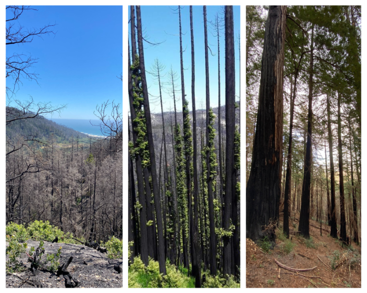 Left: Big Basin Redwoods State Park along the southern portion of the Westridge Trail. Middle: Año Nuevo State Park to the south of Whitehouse Canyon Road. Right: Butano State Park north of the Butano Fire Road. Photos from: Auten Resource Consulting.