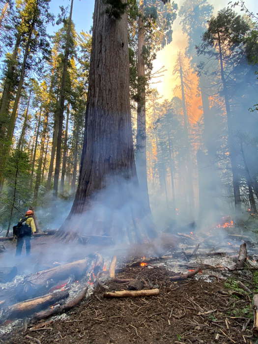 A prescribed burn clears dense understory fuels at Calaveras Big Trees State Park in May 2022. Photo courtesy of Save the Redwoods League.