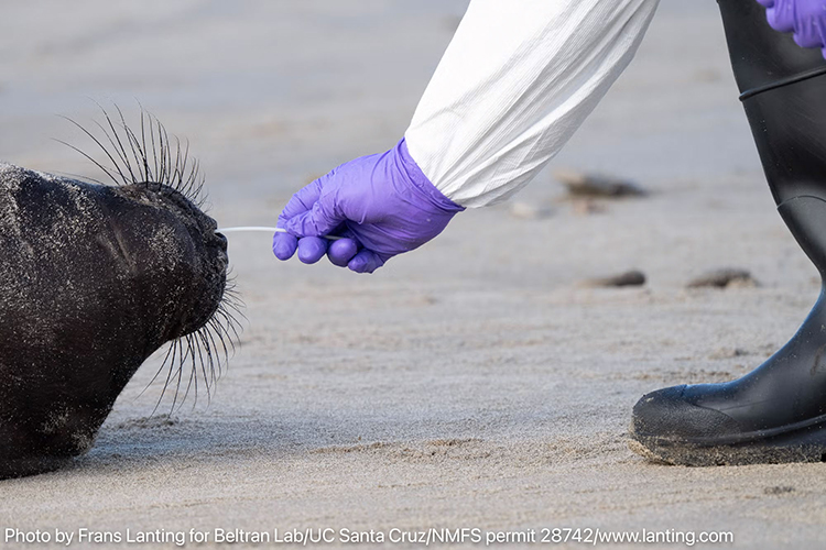 A researcher collects a nasal swab sample from a symptomatic elephant seal weaned pup for avian influenza testing.