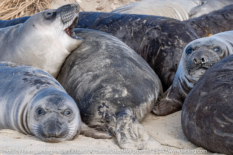 A group of healthy weaned elephant seal pups on the beach at A&ntilde;o Nuevo State Park. The variation in fur color is a normal process of molting each year.