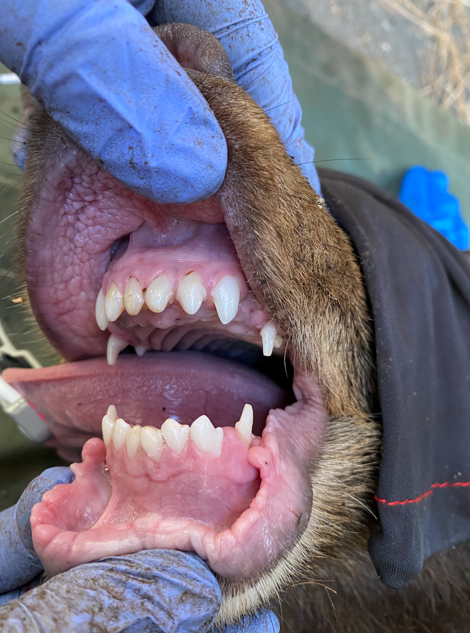 Photo caption: Healthy black bear teeth at various ages. Photo credit: California State Parks.