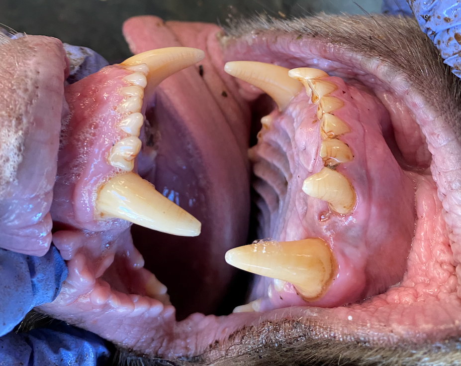Photo caption: Healthy black bear teeth at various ages. Photo credit: California State Parks.