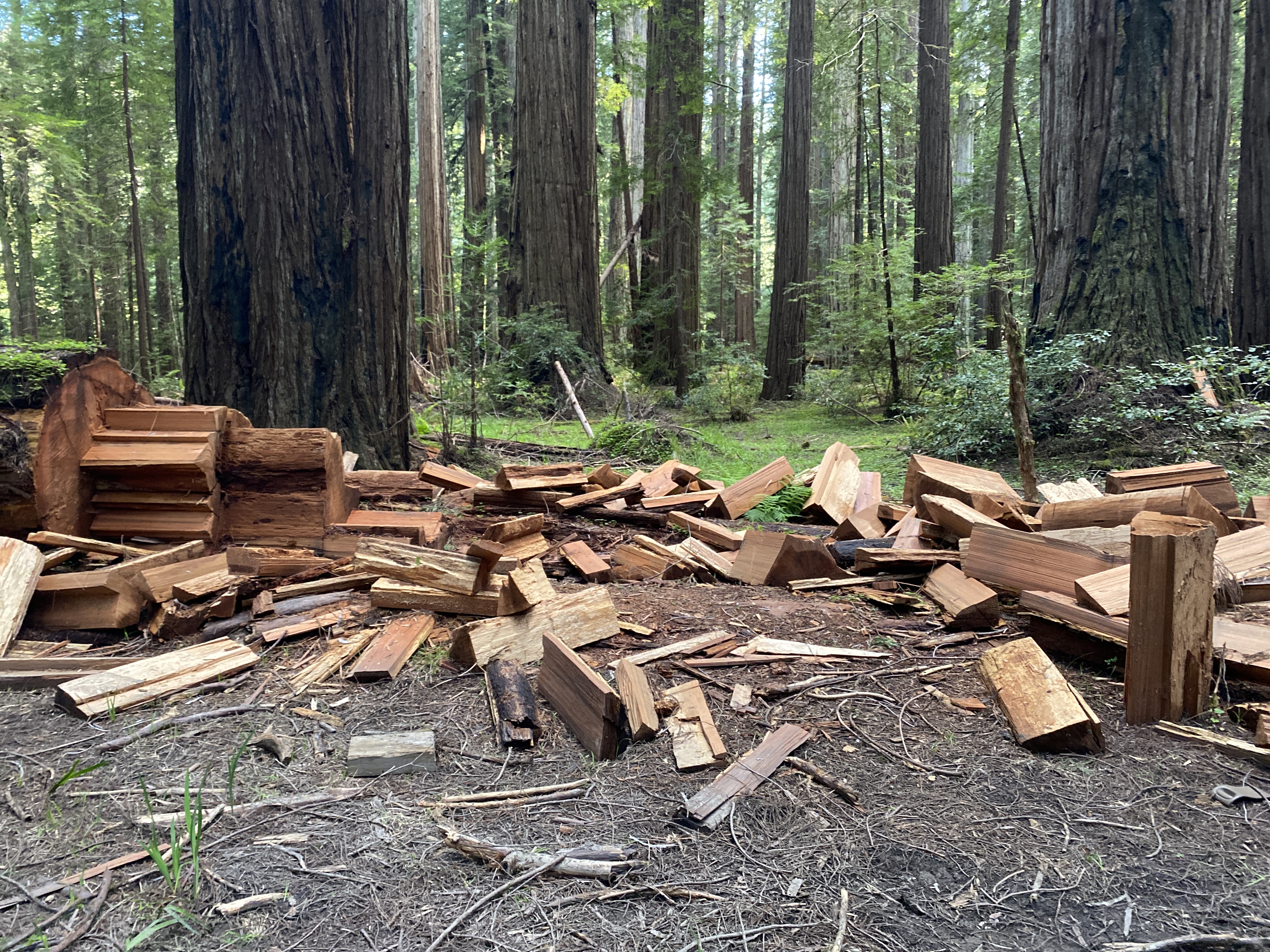 Humboldt Redwoods State Park poaching aftermath in daytime.
