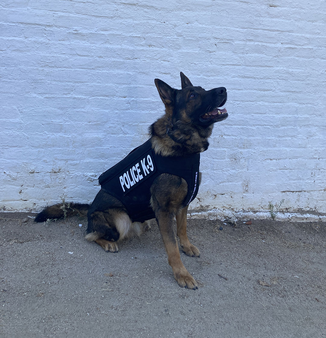 K-9 Hugo wearing new vest