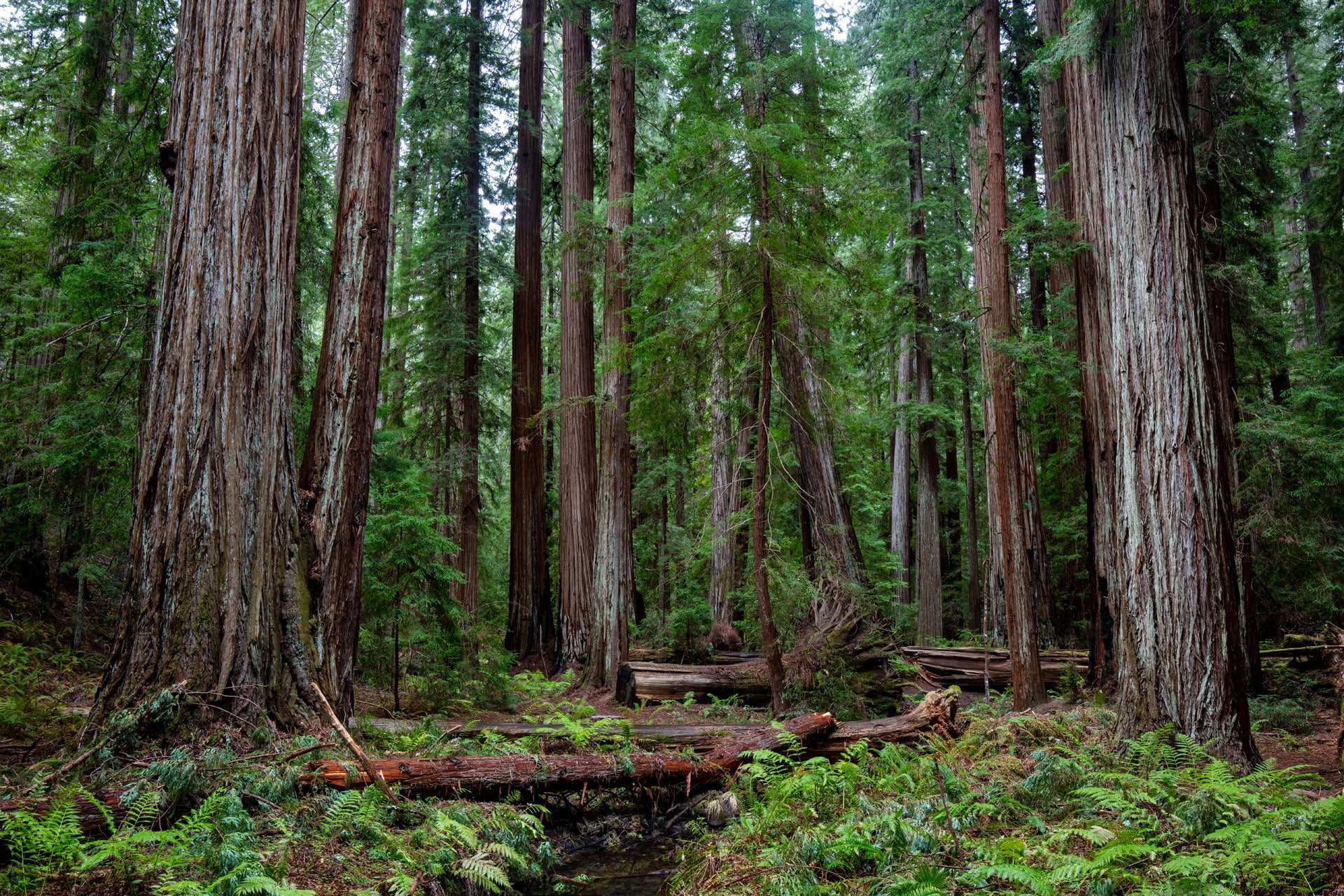 Atkins Place is being added to Montgomery Woods State Natural Reserve. Photo from Max Forster, Save the Redwoods League