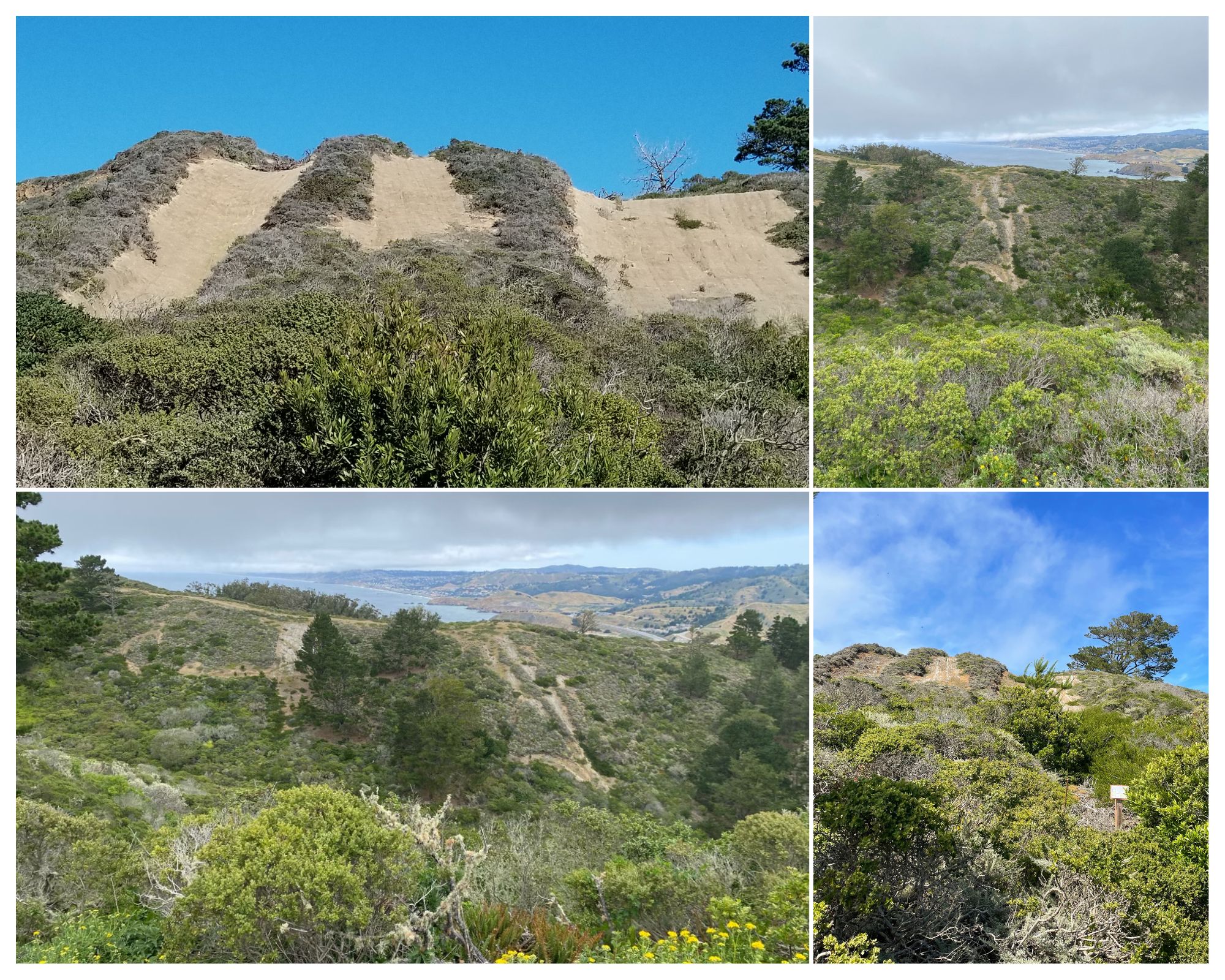 Top left: Before a restoration project at Pedro Point Headlands, Pacifica. Top right and bottom photos: After restoration. Photos from California State Parks.