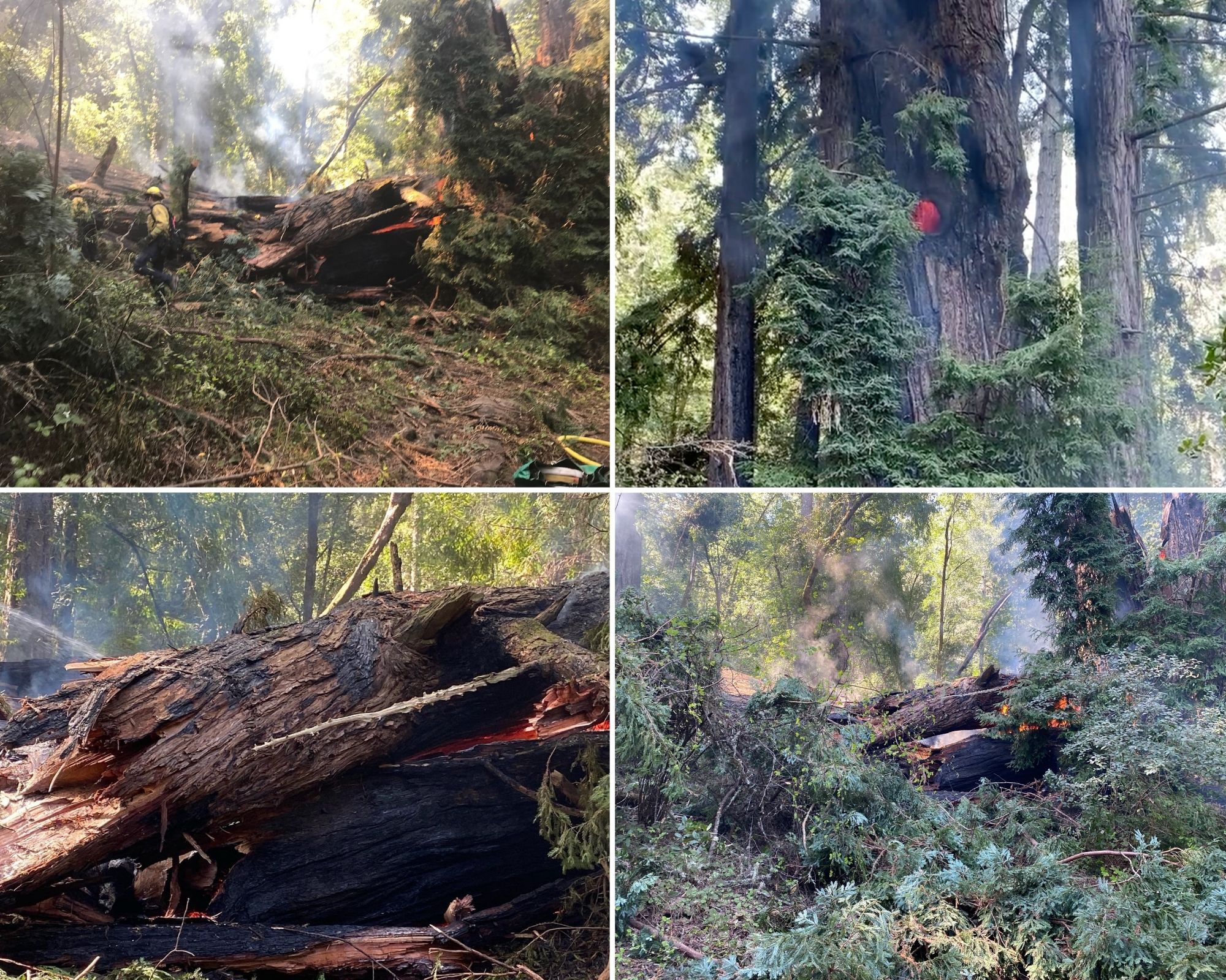 Images of the collapsed Pioneer Tree at Samuel P. Taylor State Park on March 24, 2022. Photos from California State Parks. Upper right: screenshot from video taken by the Marin Municipal Water District, showing the flames inside the tree before it collapsed.