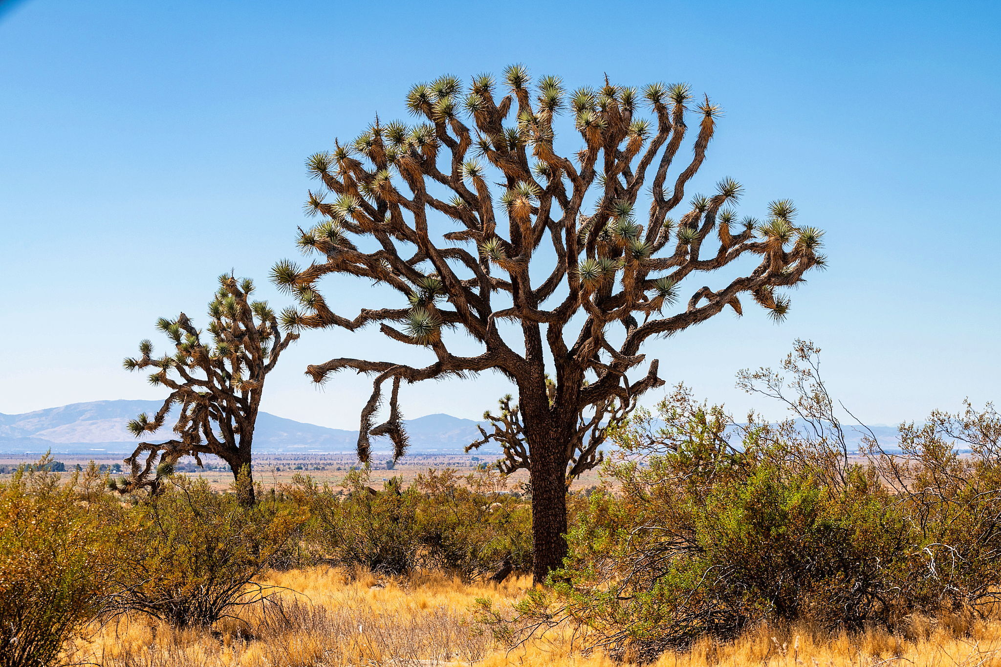 Saddleback Butte SP 2024