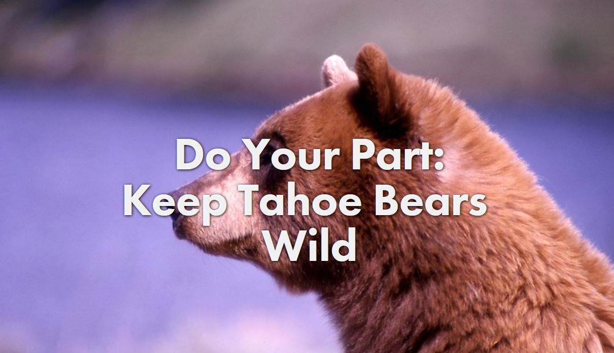 They Belong Here: Help Keep Tahoe Bears Wild - Visit Lake Tahoe