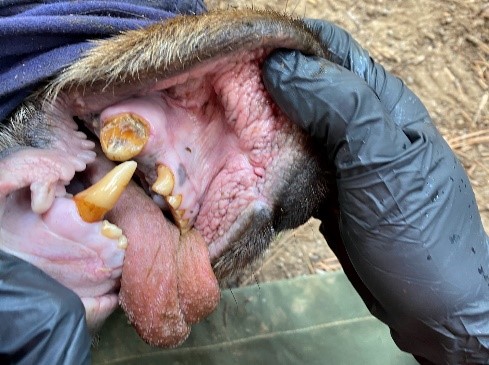 Photo caption: Unhealthy black bear teeth. Photo Credit: California Department of Fish and Wildlife.