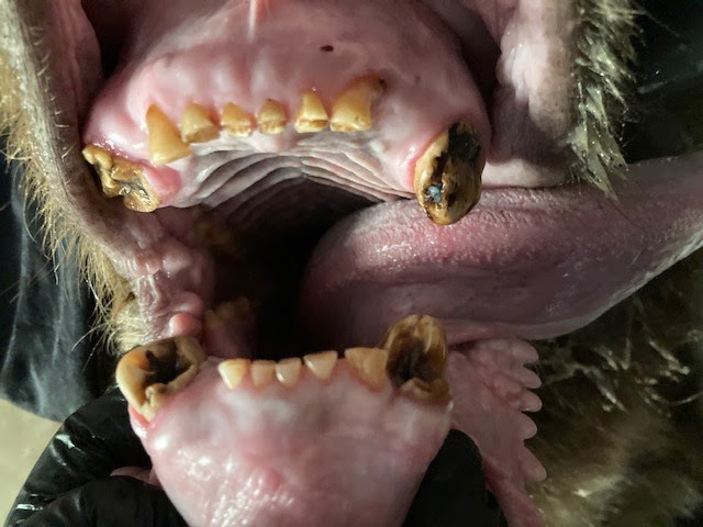 Photo caption: Unhealthy black bear teeth. Photo Credit: California Department of Fish and Wildlife.