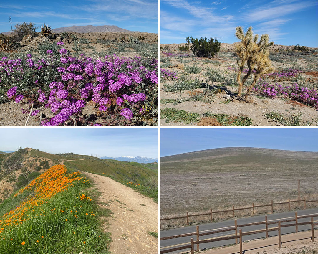 Current photos of wildflower blooms in state parks. 