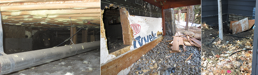 Photo captions: A black bear under a house in the Lake Tahoe Basin.; An unsecured crawl space exploited by bears.; Unsecured crawl space. Photo credit: California Department of Fish & Wildlife (CDFW).