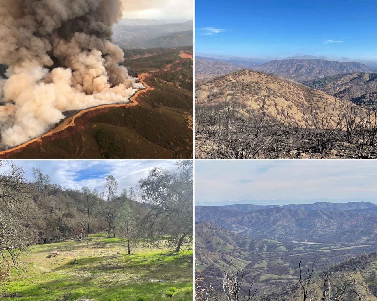 Top left: Control burns set on the west side of a dozer line at Henry W. Coe State Park on August 31, 2020. Photo from CAL FIRE. Top right: Burned area at County Line Road in January 2021. Bottom left: Pacheco Creek Crossing on Feb. 23, 2021. Bottom right: Paradise Flat and Rooster Comb on Feb. 23, 2021. Photos from California State Parks.