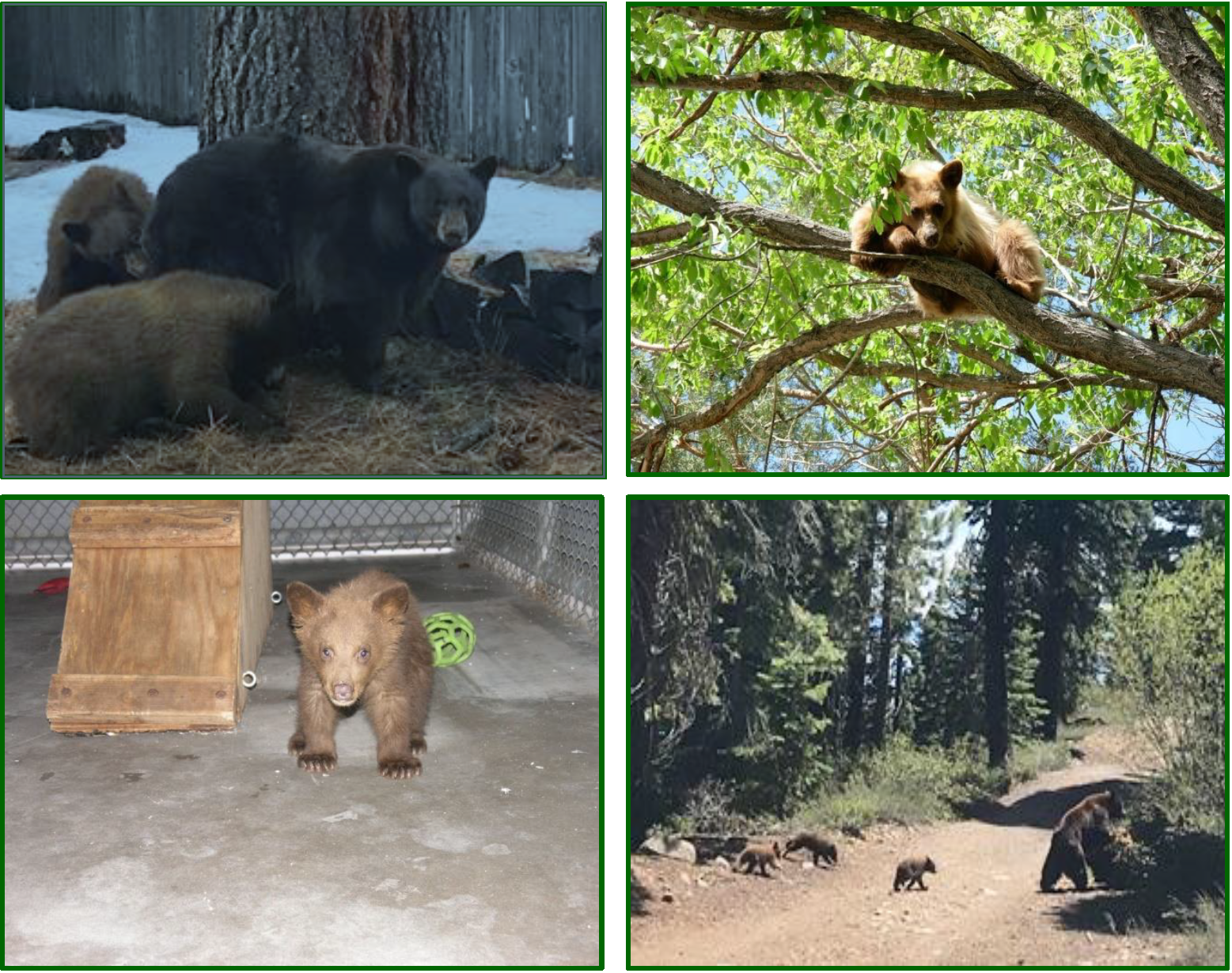 Photo captions/credit L-R: Black bear sow with yearlings (medium dog size) courtesy CDFW; Yearling on its own in tree (medium dog size) courtesy NDOW; Cub of the year (cat size) in a rehabilitation facility courtesy CDFW; and Sow with cubs of the year (cat size) courtesy David Braun, LTBMU.