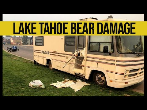 Lake Tahoe Bear Damage