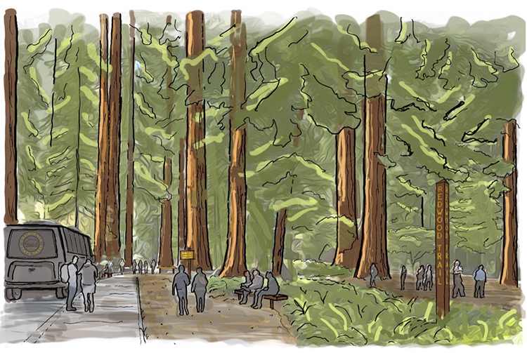 The proposed plans to rebuild in the old growth will provide a more natural experience for visitors and allow for restoration of old growth habitat.