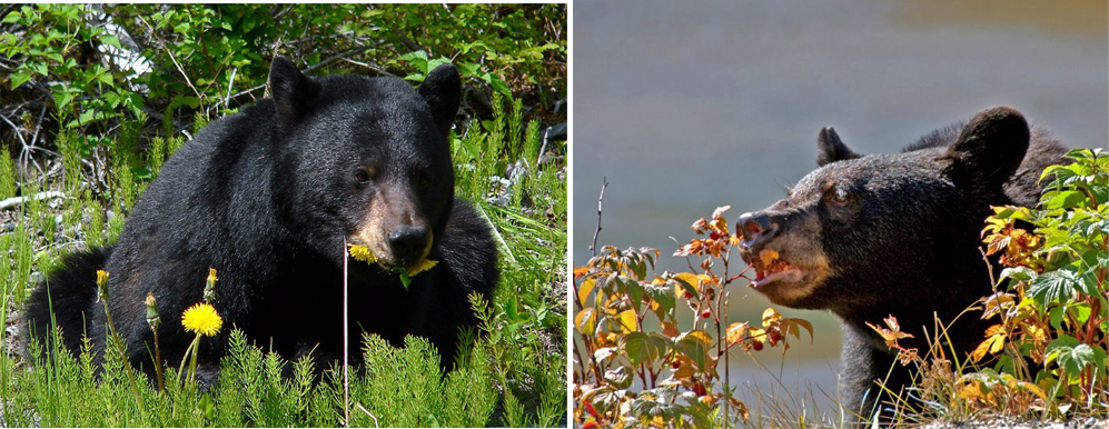 Black bears play an important role in Lake Tahoe’s ecosystem by spreading seeds from natural food sources. Photo credit: Nevada Department of Wildlife.