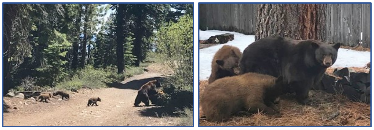 Photo captions/credit L-R: Black bear sow with yearlings (medium dog size) courtesy of CDFW; Sow with cubs of the year (cat size) courtesy of David Braun, LTBMU.