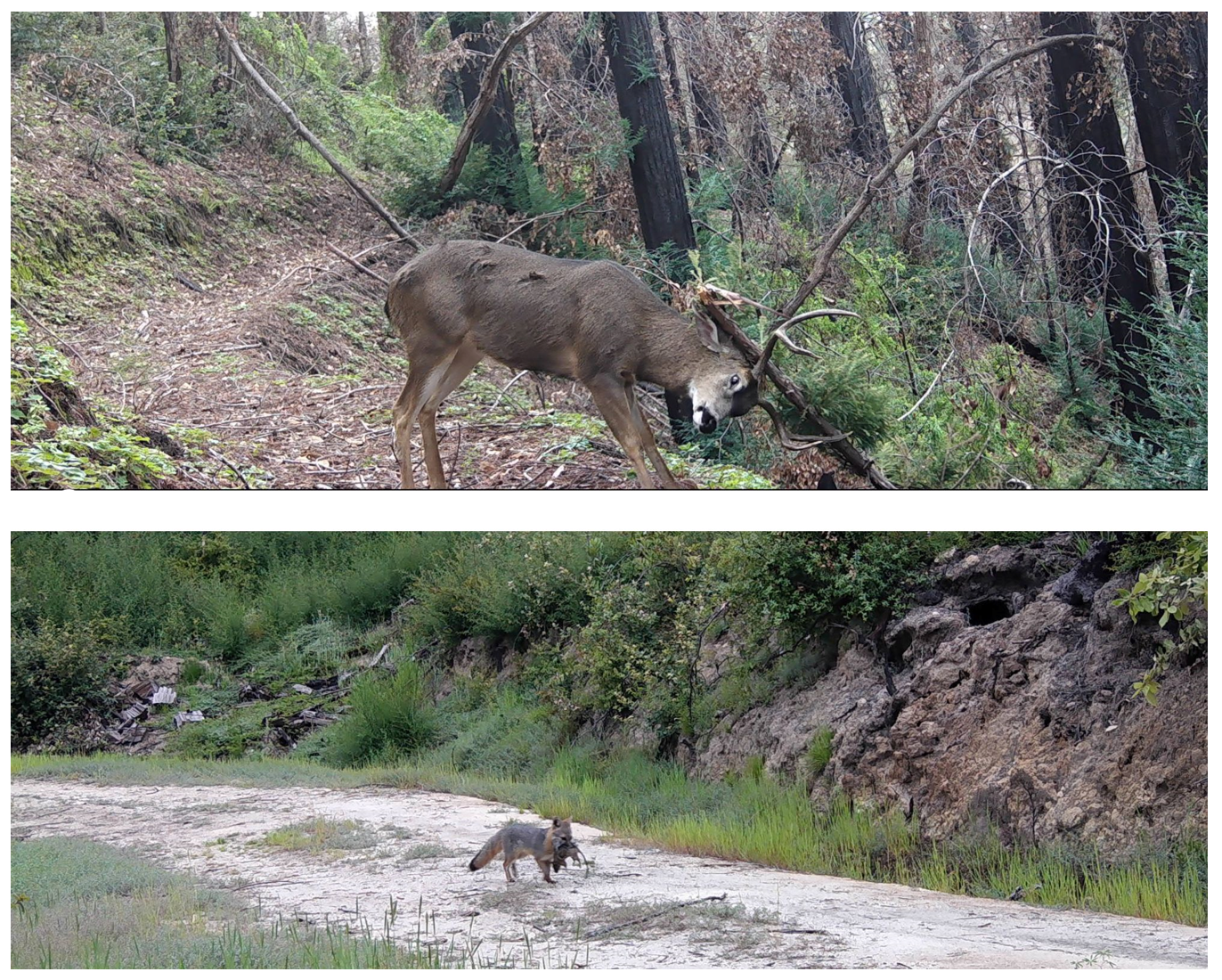 Wildlife returning to Big Basin (photos from Kristine Doerr, San Jose State)