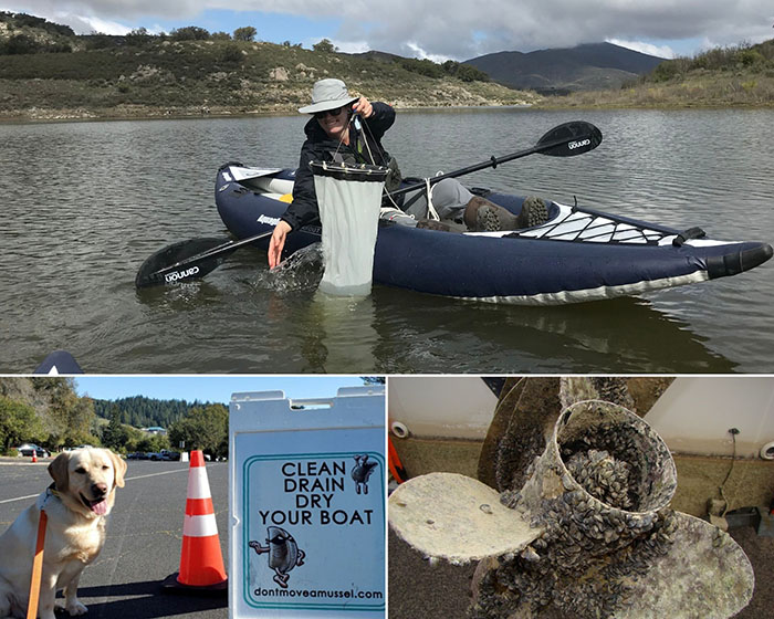 Top: California Department of Fish and Wildlife environmental scientist with the Invasive Species Program performs a plankton tow, dragging a net through the water to obtain samples for the presence of juvenile quagga or zebra mussels at Lake Morena in San Diego County. Photo courtesy of the California Department of Fish and Wildlife. Bottom left: The services of mussel-sniffing dogs like Tugboat are funded with prevention grants. Photo courtesy of Sonoma Water. Bottom right: A quagga mussel-encrusted propeller. Photo courtesy of the California Department of Fish and Wildlife.