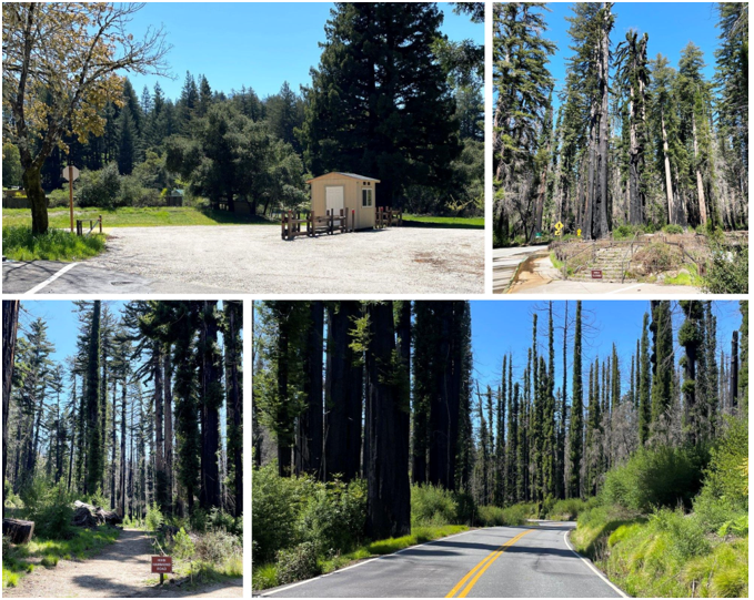 Top left: The new interim parking area where a new pilot shuttle program can pick up visitors going to Big Basin Redwoods State Park. Top right: Site of the former Administration Building and Auto Tree at Big Basin Redwoods State Park. Bottom left: Hihn Hammond Fire Road to Mount McAbee Overlook trail is currently open. Bottom right: A view of Redwood Regrowth inside Big Basin Redwoods State Park