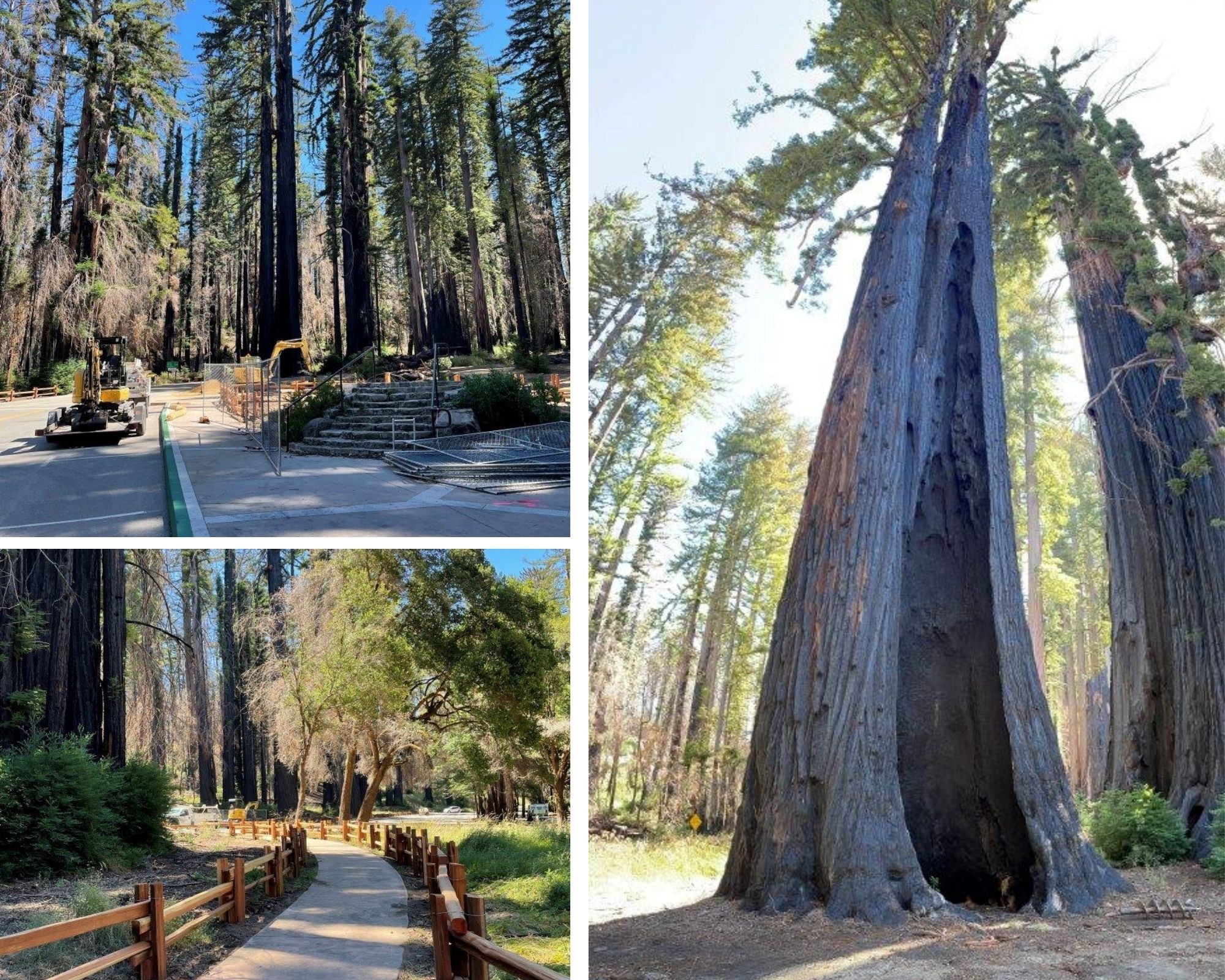 Top left: Restoration work at the site of the former park headquarters. Bottom left: New split rail fencing along the accessible pathway in the former historic headquarters area. Right: The Auto Tree in recovery. Photos from California State Parks.