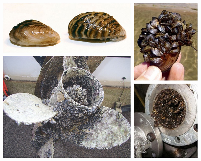 Top left: Quagga (left) and zebra mussel (right). Photo from Michigan Sea Grant. Top right: Mass of quagga mussels. Photo from Division of Boating and Waterways. Bottom left: Quagga mussels on a propeller. Photo from California Dept. of Fish and Wildlife. Bottom right: Zebra mussels inside a pipe.